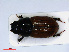  ( - RMNH.INS.536700)  @11 [ ] CreativeCommons - Attribution Non-Commercial Share-Alike (2013) Unspecified Naturalis Biodiversity Center