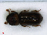  ( - RMNH.INS.536715)  @11 [ ] CreativeCommons - Attribution Non-Commercial Share-Alike (2013) Unspecified Naturalis Biodiversity Center