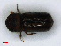  ( - RMNH.INS.536716)  @11 [ ] CreativeCommons - Attribution Non-Commercial Share-Alike (2013) Unspecified Naturalis Biodiversity Center