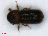  ( - RMNH.INS.536717)  @11 [ ] CreativeCommons - Attribution Non-Commercial Share-Alike (2013) Unspecified Naturalis Biodiversity Center