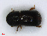  ( - RMNH.INS.536720)  @11 [ ] CreativeCommons - Attribution Non-Commercial Share-Alike (2013) Unspecified Naturalis Biodiversity Center
