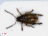  ( - RMNH.INS.542378)  @14 [ ] CreativeCommons - Attribution Non-Commercial Share-Alike (2013) Unspecified Naturalis Biodiversity Center