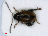  ( - RMNH.INS.542380)  @14 [ ] CreativeCommons - Attribution Non-Commercial Share-Alike (2013) Unspecified Naturalis Biodiversity Center