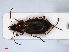  ( - RMNH.INS.542386)  @13 [ ] CreativeCommons - Attribution Non-Commercial Share-Alike (2013) Unspecified Naturalis Biodiversity Center