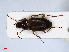  ( - RMNH.INS.542387)  @13 [ ] CreativeCommons - Attribution Non-Commercial Share-Alike (2013) Unspecified Naturalis Biodiversity Center
