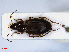  ( - RMNH.INS.542388)  @13 [ ] CreativeCommons - Attribution Non-Commercial Share-Alike (2013) Unspecified Naturalis Biodiversity Center