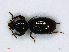  ( - RMNH.INS.542407)  @13 [ ] CreativeCommons - Attribution Non-Commercial Share-Alike (2013) Unspecified Naturalis Biodiversity Center