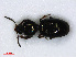  ( - RMNH.INS.542408)  @13 [ ] CreativeCommons - Attribution Non-Commercial Share-Alike (2013) Unspecified Naturalis Biodiversity Center