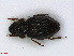  (Ochthebius bicolon - RMNH.INS.542427)  @13 [ ] CreativeCommons - Attribution Non-Commercial Share-Alike (2013) Unspecified Naturalis Biodiversity Center