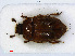  ( - RMNH.INS.542456)  @13 [ ] CreativeCommons - Attribution Non-Commercial Share-Alike (2013) Unspecified Naturalis Biodiversity Center