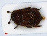  ( - RMNH.INS.542457)  @14 [ ] CreativeCommons - Attribution Non-Commercial Share-Alike (2013) Unspecified Naturalis Biodiversity Center