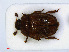  ( - RMNH.INS.542458)  @14 [ ] CreativeCommons - Attribution Non-Commercial Share-Alike (2013) Unspecified Naturalis Biodiversity Center