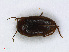  ( - RMNH.INS.542463)  @11 [ ] CreativeCommons - Attribution Non-Commercial Share-Alike (2013) Unspecified Naturalis Biodiversity Center