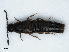  ( - RMNH.INS.542491)  @13 [ ] CreativeCommons - Attribution Non-Commercial Share-Alike (2013) Unspecified Naturalis Biodiversity Center