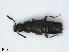 ( - RMNH.INS.542492)  @13 [ ] CreativeCommons - Attribution Non-Commercial Share-Alike (2013) Unspecified Naturalis Biodiversity Center