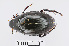  (Hydrophilus - RMNH.INS.542498)  @15 [ ] CreativeCommons - Attribution Non-Commercial Share-Alike (2013) Unspecified Naturalis Biodiversity Center
