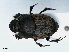  ( - RMNH.INS.542504)  @14 [ ] CreativeCommons - Attribution Non-Commercial Share-Alike (2013) Unspecified Naturalis Biodiversity Center