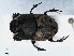  ( - RMNH.INS.542505)  @14 [ ] CreativeCommons - Attribution Non-Commercial Share-Alike (2013) Unspecified Naturalis Biodiversity Center