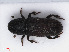  ( - RMNH.INS.542554)  @11 [ ] CreativeCommons - Attribution Non-Commercial Share-Alike (2013) Unspecified Naturalis Biodiversity Center