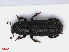 (Hylastes ater - RMNH.INS.542557)  @13 [ ] CreativeCommons - Attribution Non-Commercial Share-Alike (2013) Unspecified Naturalis Biodiversity Center