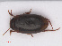  ( - RMNH.INS.542597)  @14 [ ] CreativeCommons - Attribution Non-Commercial Share-Alike (2013) Unspecified Naturalis Biodiversity Center