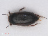  ( - RMNH.INS.542602)  @12 [ ] CreativeCommons - Attribution Non-Commercial Share-Alike (2013) Unspecified Naturalis Biodiversity Center