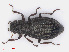  (Hydrochus brevis - RMNH.INS.542626)  @13 [ ] CreativeCommons - Attribution Non-Commercial Share-Alike (2013) Unspecified Naturalis Biodiversity Center