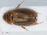  ( - RMNH.INS.542634)  @11 [ ] CreativeCommons - Attribution Non-Commercial Share-Alike (2013) Unspecified Naturalis Biodiversity Center