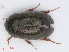  (Paracymus aeneus - RMNH.INS.542643)  @14 [ ] CreativeCommons - Attribution Non-Commercial Share-Alike (2013) Unspecified Naturalis Biodiversity Center