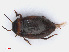  (Bidessus - RMNH.INS.542667)  @14 [ ] CreativeCommons - Attribution Non-Commercial Share-Alike (2013) Unspecified Naturalis Biodiversity Center