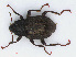  (Elmis maugetii - RMNH.INS.542702)  @14 [ ] CreativeCommons - Attribution Non-Commercial Share-Alike (2013) Unspecified Naturalis Biodiversity Center