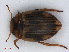  (Nectoporus sanmarkii - RMNH.INS.542713)  @13 [ ] CreativeCommons - Attribution Non-Commercial Share-Alike (2013) Unspecified Naturalis Biodiversity Center