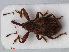  ( - RMNH.INS.536016)  @14 [ ] CreativeCommons - Attribution Non-Commercial Share-Alike (2012) Unspecified Naturalis, Biodiversity Centre
