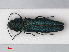  (Agrilus sulcicollis - RMNH.INS.536029)  @14 [ ] CreativeCommons - Attribution Non-Commercial Share-Alike (2012) Unspecified Naturalis, Biodiversity Centre