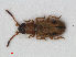  (Psammoecus - RMNH.INS.536037)  @14 [ ] CreativeCommons - Attribution Non-Commercial Share-Alike (2012) Unspecified Naturalis, Biodiversity Centre