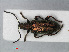  ( - RMNH.INS.536062)  @14 [ ] CreativeCommons - Attribution Non-Commercial Share-Alike (2012) Unspecified Naturalis, Biodiversity Centre
