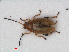  ( - RMNH.INS.536065)  @13 [ ] CreativeCommons - Attribution Non-Commercial Share-Alike (2012) Unspecified Naturalis, Biodiversity Centre
