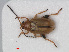  ( - RMNH.INS.536067)  @14 [ ] CreativeCommons - Attribution Non-Commercial Share-Alike (2012) Unspecified Naturalis, Biodiversity Centre