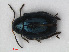  (Psylliodes dulcamarae - RMNH.INS.536073)  @13 [ ] CreativeCommons - Attribution Non-Commercial Share-Alike (2012) Unspecified Naturalis, Biodiversity Centre