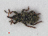  ( - RMNH.INS.536090)  @14 [ ] CreativeCommons - Attribution Non-Commercial Share-Alike (2012) Unspecified Naturalis, Biodiversity Centre