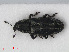 (Limnobaris - RMNH.INS.536094)  @14 [ ] CreativeCommons - Attribution Non-Commercial Share-Alike (2012) Unspecified Naturalis, Biodiversity Centre