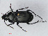  ( - RMNH.INS.536104)  @13 [ ] CreativeCommons - Attribution Non-Commercial Share-Alike (2012) Unspecified Naturalis, Biodiversity Centre