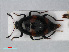  ( - RMNH.INS.536108)  @13 [ ] CreativeCommons - Attribution Non-Commercial Share-Alike (2012) Unspecified Naturalis, Biodiversity Centre