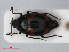  ( - RMNH.INS.536109)  @13 [ ] CreativeCommons - Attribution Non-Commercial Share-Alike (2012) Unspecified Naturalis, Biodiversity Centre