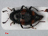  ( - RMNH.INS.536110)  @13 [ ] CreativeCommons - Attribution Non-Commercial Share-Alike (2012) Unspecified Naturalis, Biodiversity Centre