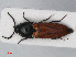  (Ampedus elongatulus - RMNH.INS.536112)  @14 [ ] CreativeCommons - Attribution Non-Commercial Share-Alike (2012) Unspecified Naturalis, Biodiversity Centre
