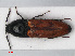 ( - RMNH.INS.536113)  @13 [ ] CreativeCommons - Attribution Non-Commercial Share-Alike (2012) Unspecified Naturalis, Biodiversity Centre
