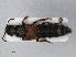  (Platydracus chalcocephalus - RMNH.INS.536115)  @14 [ ] CreativeCommons - Attribution Non-Commercial Share-Alike (2012) Unspecified Naturalis, Biodiversity Centre