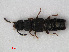  ( - RMNH.INS.536126)  @13 [ ] CreativeCommons - Attribution Non-Commercial Share-Alike (2012) Unspecified Naturalis, Biodiversity Centre