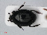  ( - RMNH.INS.536137)  @11 [ ] CreativeCommons - Attribution Non-Commercial Share-Alike (2012) Unspecified Naturalis, Biodiversity Centre